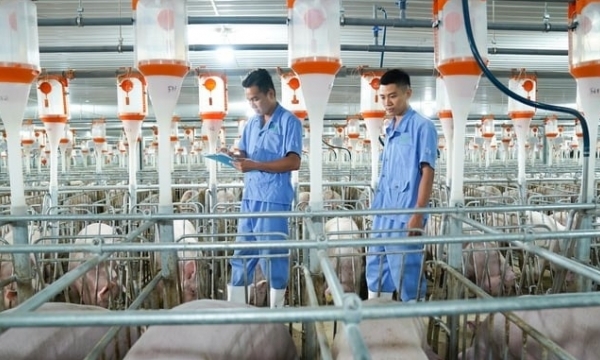 BaF aims to increase the total herd of sows to 75,000 heads